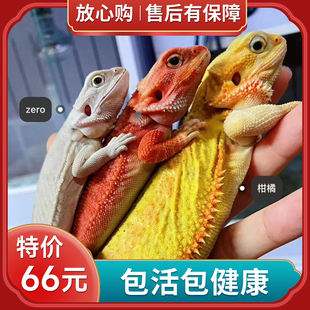 鬃狮蜥蜴幼体入门级宠物幼苗温顺可爱不咬人红系柑橘超白新手安全