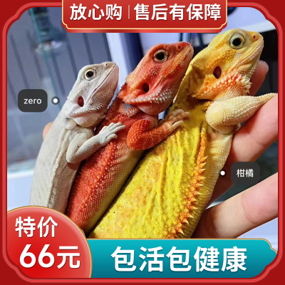 鬃狮蜥蜴鬃狮蜥蜴可爱安全