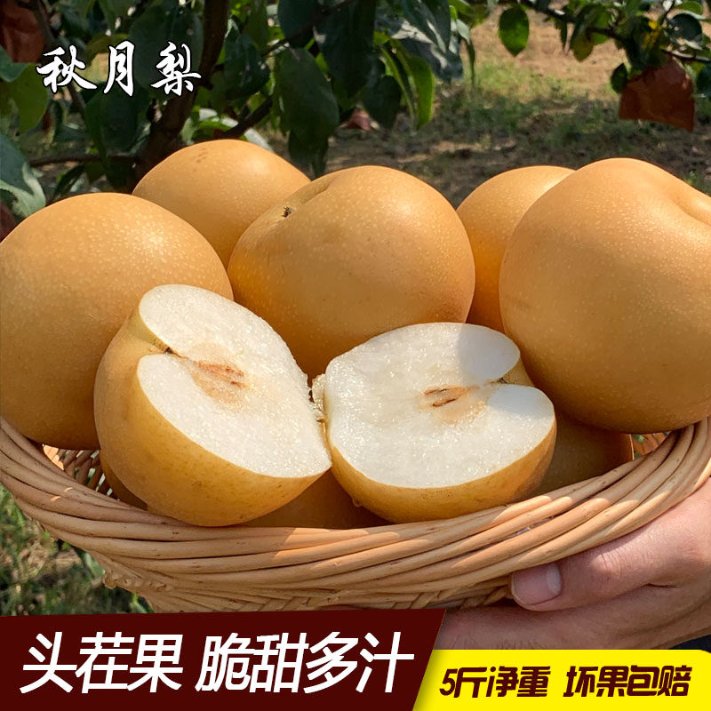 山东正宗秋月梨当季新鲜水果多汁孕妇吃5斤大果化渣莱阳梨子包邮,水产肉类/新鲜蔬果/熟食,梨,淘宝优惠券,粉丝福利购,淘宝优惠卷