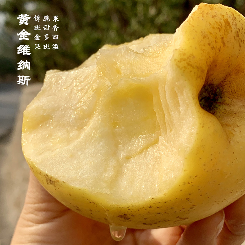 现摘山东黄金维纳斯苹果锈斑果脆甜无酸多汁新鲜应季水果整箱包邮,水产肉类/新鲜蔬果/熟食,苹果,淘宝优惠券,粉丝福利购,淘宝优惠卷