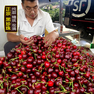 鲜摘山东烟台黑珍珠大樱桃新鲜水果国产脆甜车厘子5斤顺丰包邮