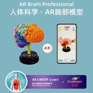 怡高人体器官脑部模型科学实验可拆卸模具百科AR互动科教玩具套装