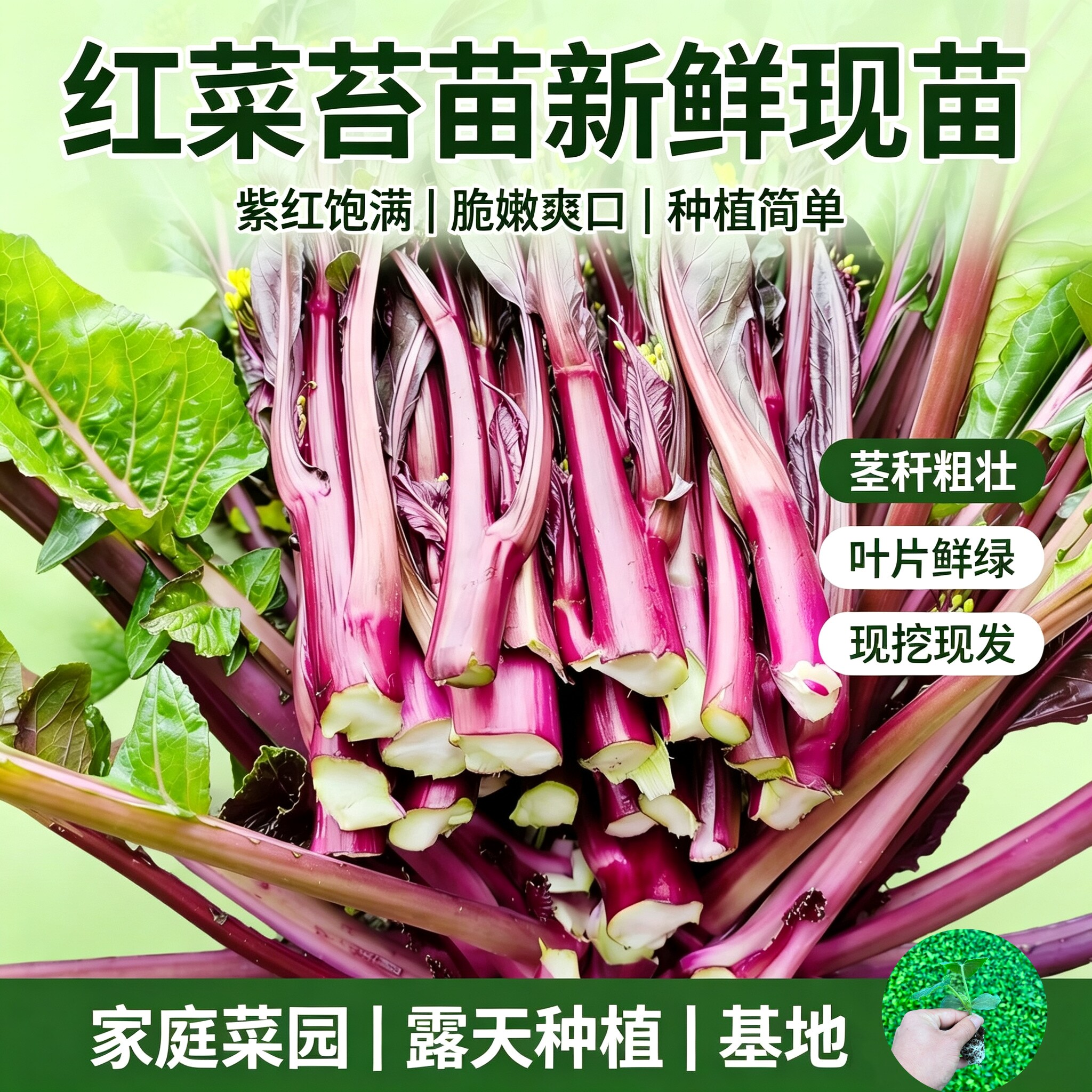 耐寒红菜苔苗秧苗湖北洪山红油菜苔苗青菜苔苗种子秋冬蔬菜苗