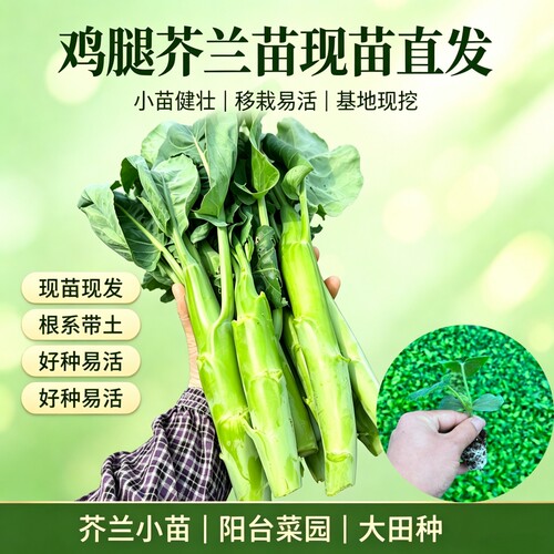 甜脆鸡腿芥蓝秧苗高产胚兰苗儿菜