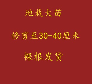 地栽月季扦插裸根,价格低的苗子不大