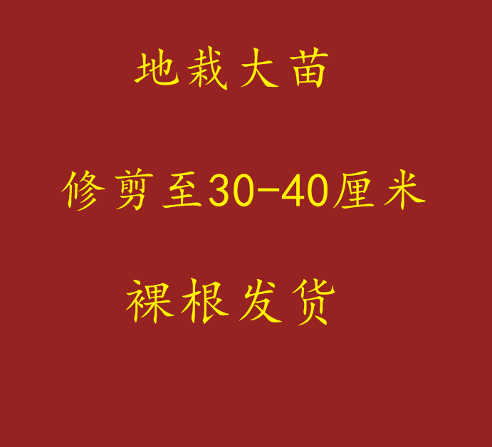 地栽月季扦插裸根，价格低的苗子不大