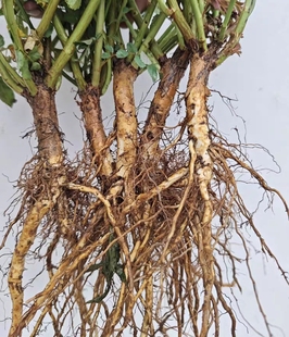 宸汐园艺日本无刺蔷薇实生根嫁接根接砧木提根盆景素材