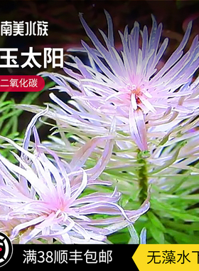 ada白玉太阳白色稀有水草草水下叶打头草缸缸后景淡水造景宫廷