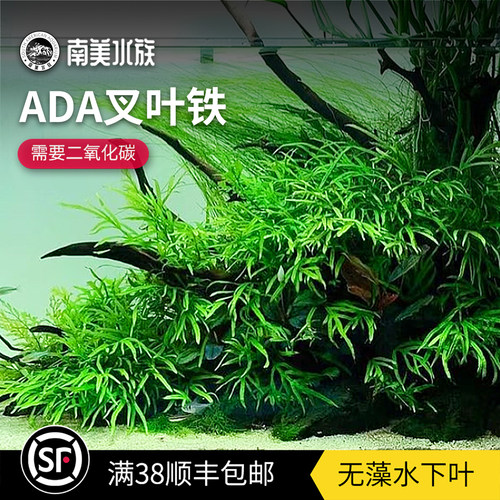 ADA叉叶铁皇冠丹麦细叶铁菲律宾铁阴性水草水下叶水草缸造景植物