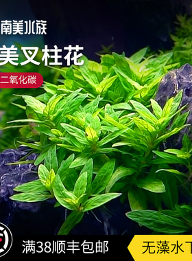 南美叉柱花绿色水草前景中景自养水下叶淡水草缸鱼缸南美水族造景