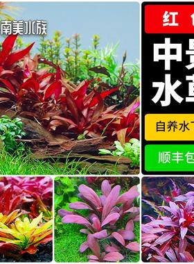 红色中景草羽裂水蓑衣北美丁香大红叶血心兰水下叶南美水族造景