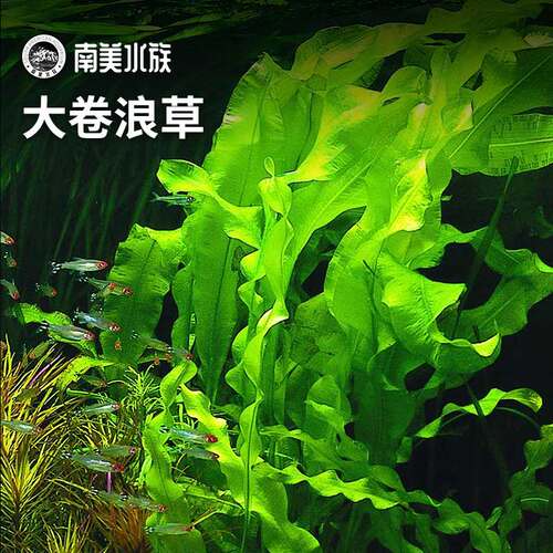 浪草类淡水宽叶鱼缸造景好养水草