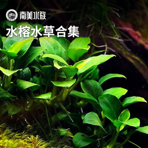 迷你水榕辣椒榕水草已转水水下叶