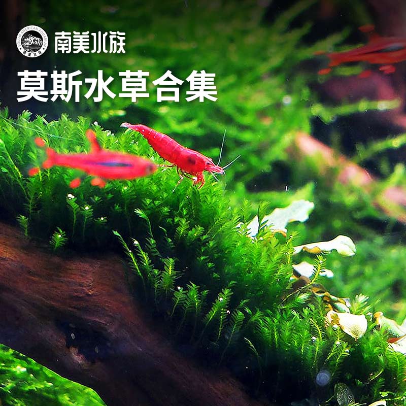 三角美凤垂泪火焰珊瑚爪哇松茸