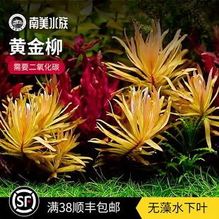 黄金柳水草稀有金色水草水下叶生态草缸中景水草鱼缸造景荷兰造景