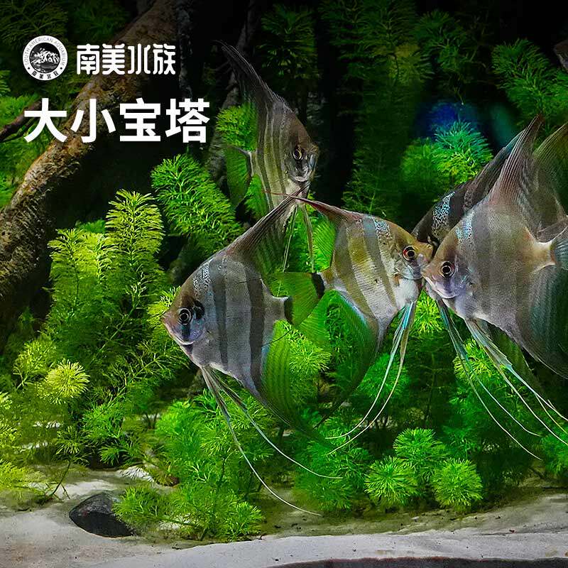 大小宝塔阴性水草新手推荐沙子缸