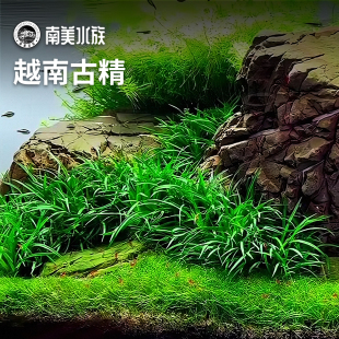 越南古精宽叶古精迷你古精茨城谷精国王谷精趴地珍珠水草造景鱼缸