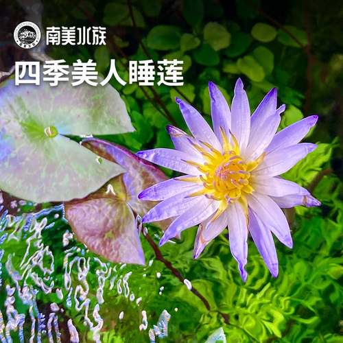 开花睡莲无需二氧化碳鱼缸造景