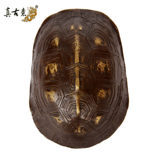 真古意 黄铜乌龟壳摆件文玩手把件铜龟壳六爻工具器具随身工艺品