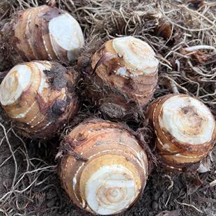 2025新鲜大芋头江西农家现挖脆芋母当季 蔬菜大芋母毛芋头炒丝白芋