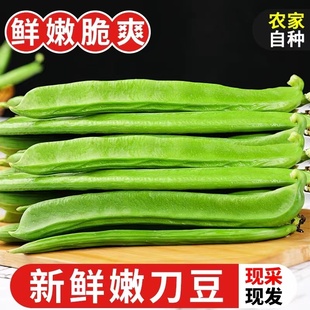 江西本地新鲜刀豆嫩农家现摘现发青刀把豆角当季蔬菜长扁豆包邮