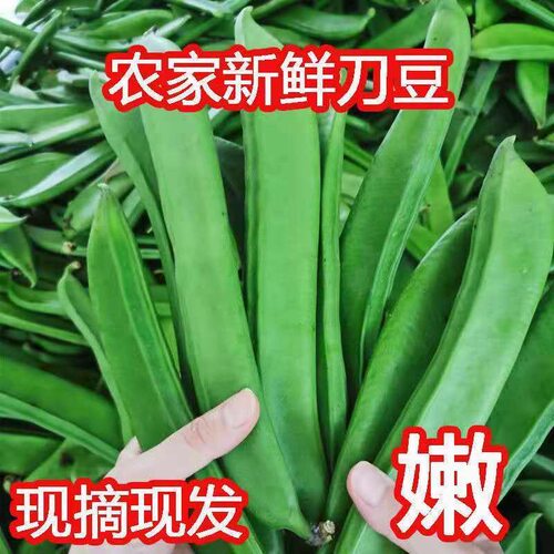新鲜刀豆江西农家自种蔬菜时令大刀角豆现摘长刀巴豆葛豆腌制泡菜