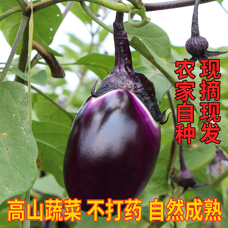 江西本地紫色圆茄子农家自种土短茄子现摘发新鲜当季蔬菜嫩绿包邮