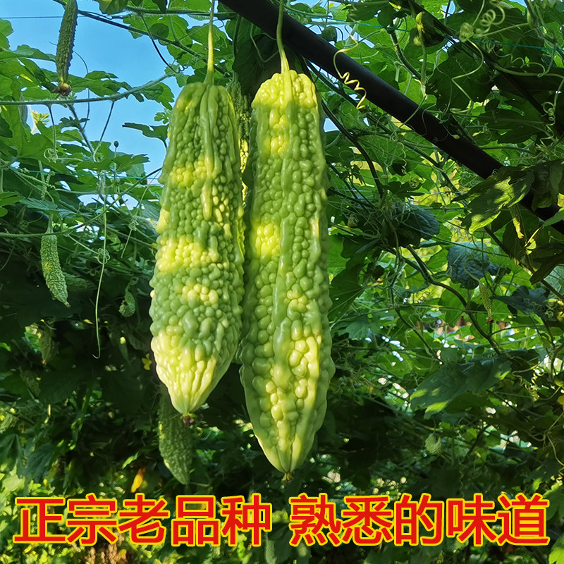 江西本地白玉苦瓜新鲜蔬菜当季农家自种现摘绿色生凉瓜长条榨汁