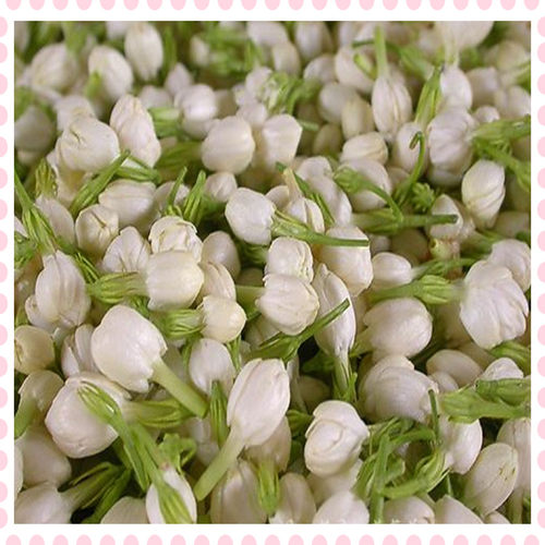 茉莉鲜花做纯露精油花茶花材