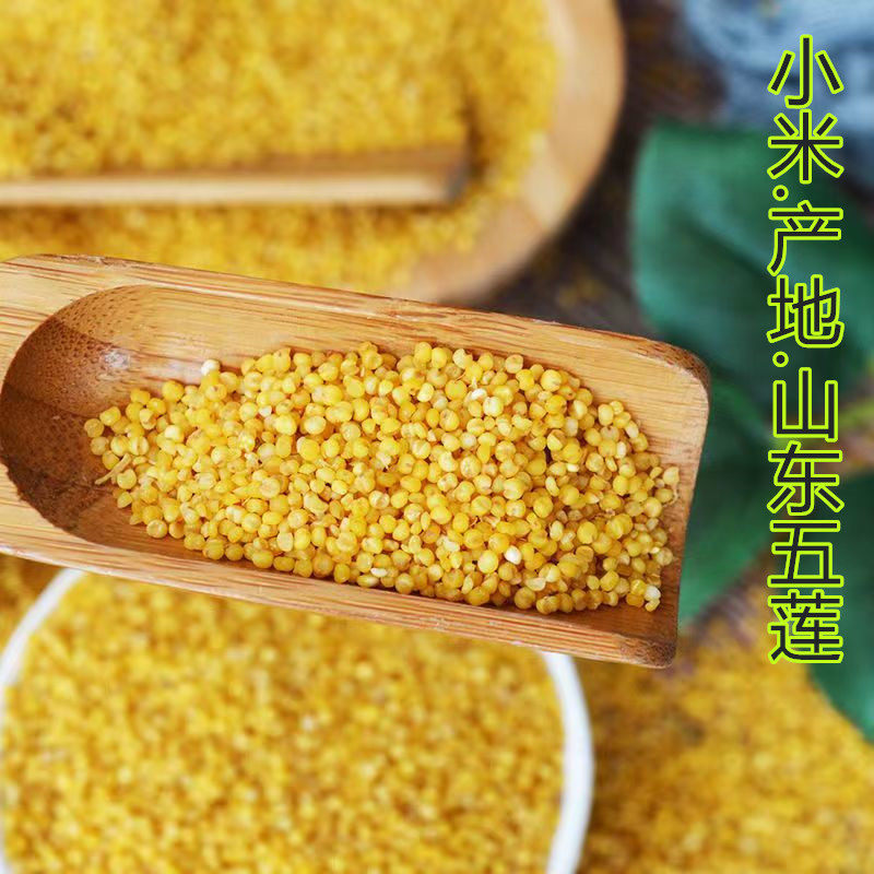 山东五莲黄小米粥小黄米新米2022年农家自种食用五谷杂粮5斤包邮