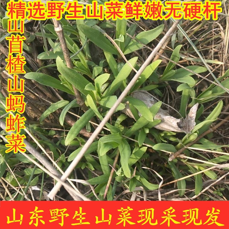 山东野菜山菜山苜楂蚂蚱菜山麻扎山麦杂菜山麻楂新鲜三月底四月初 水产肉类/新鲜蔬果/熟食 其它 原图主图