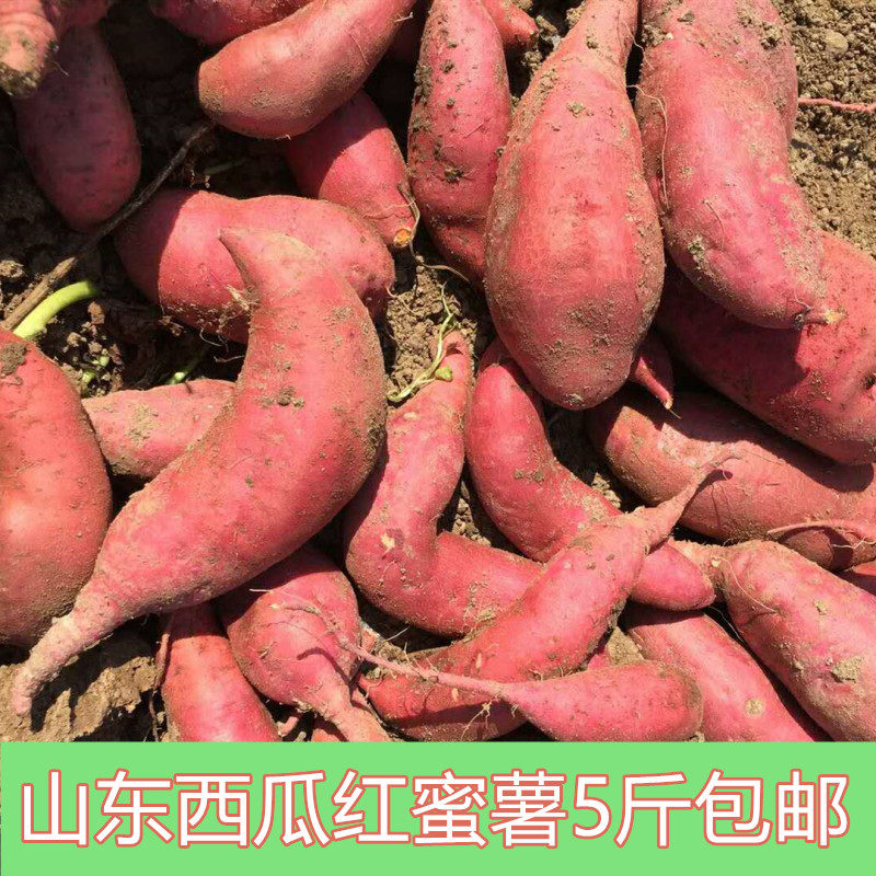 山东五莲红薯西瓜红蜜薯新鲜农家自种地瓜糖心番薯板栗薯富硒5斤