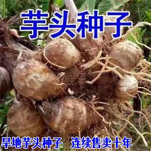 芋头种子山东毛芋头牛奶芋头种子幼苗毛芋新鲜芋头种子香芋粉糯
