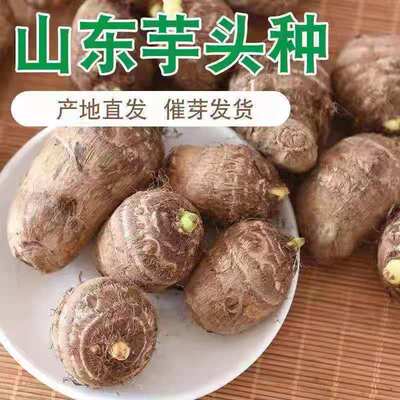 山东芋头种子毛芋头种仔芋艿小毛芋头种子毛芋头种苗盆栽种春天种