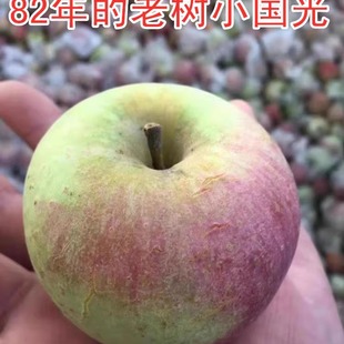 2025新果正宗五莲小国光苹果老树绿色新鲜水果酸甜丑苹果孕妇应季