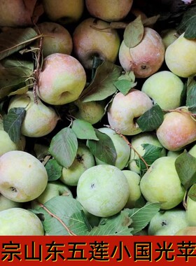 山东省正宗五莲小国光苹果老树绿色水果酸甜丑面苹果孕妇2025新果