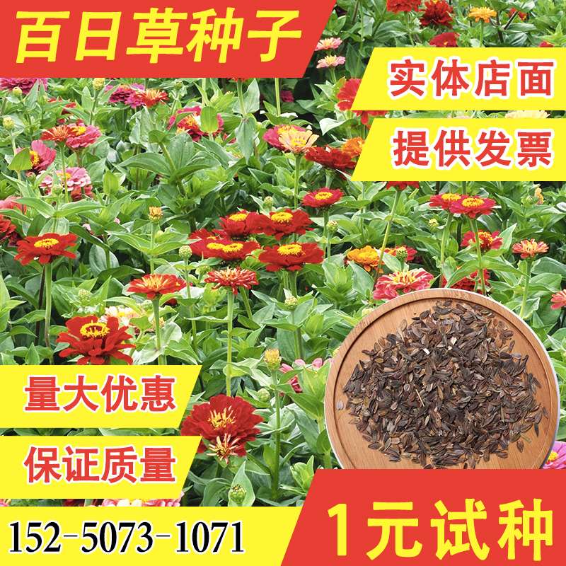 百日草种子四季种易活开花不断波斯菊格桑花种子室内易种