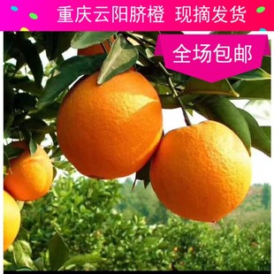 云阳红橙自家广柑 新鲜采摘水果非赣南脐橙重庆甜橙子 包邮