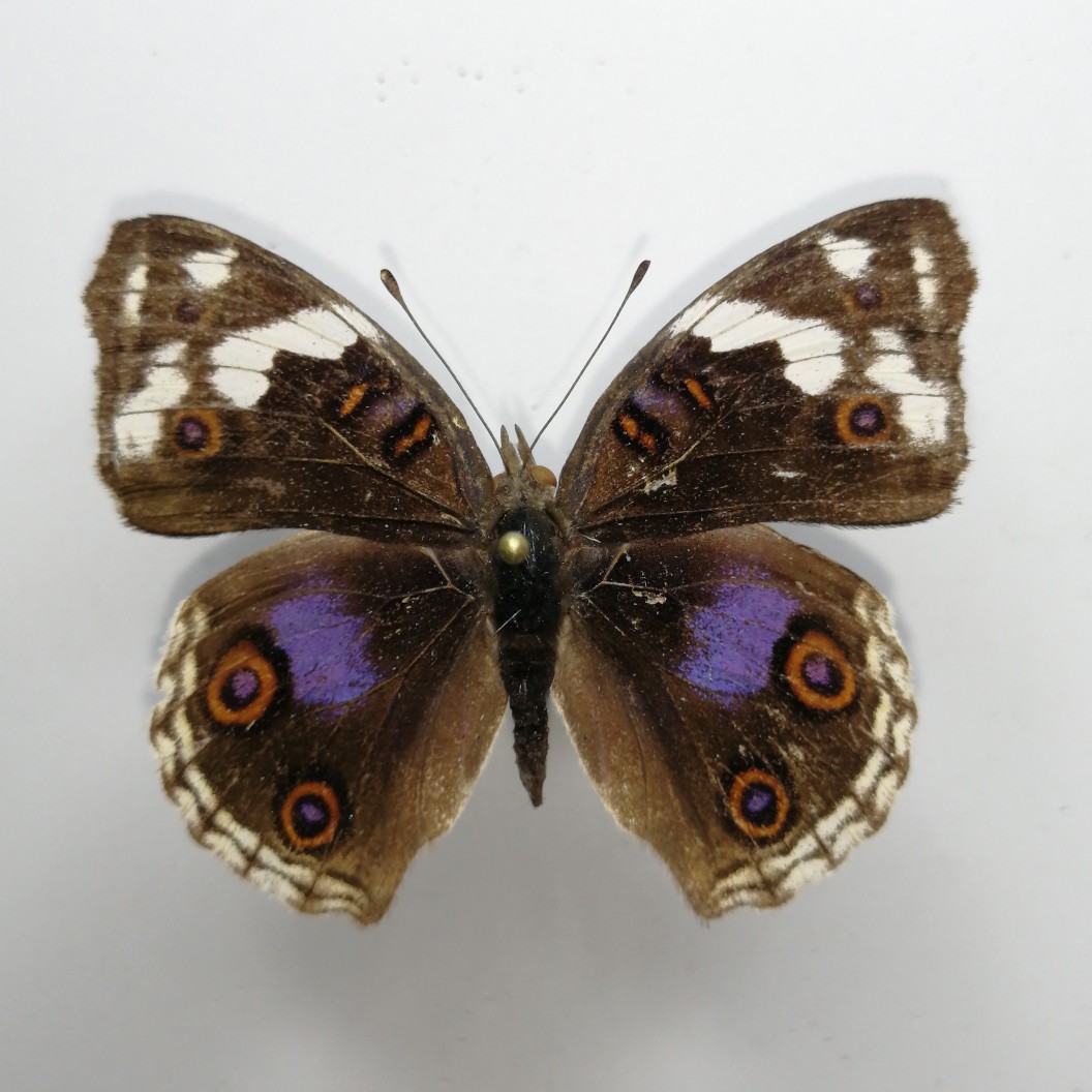 青眼蛱蝶雌蝶,轻微掉粉.产地:肯尼亚