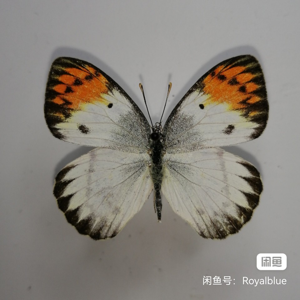 紫袖珂粉蝶雌蝶,上翅橙斑超大个体,产地加纳