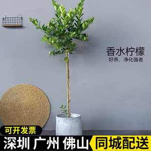 深圳同城 柠檬树优力克高杆盆栽 香水味棒棒糖造型北欧风格绿植