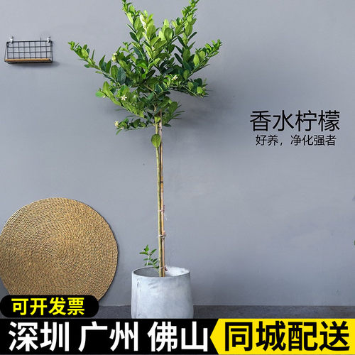 柠檬树阳台庭院美化环境
