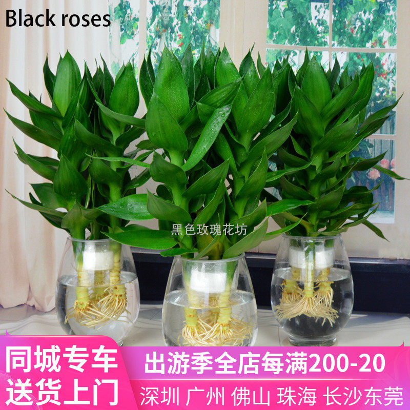 观音竹富贵竹转运竹开运竹水培植物办公室桌面客厅盆栽去甲醛 小编推荐 Wepost 全民代运 马来西亚中国淘宝代运与集运专家