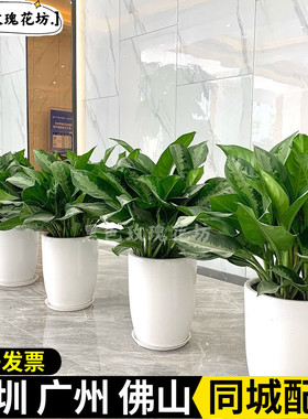 雅丽皇后盆栽净化空气好养植物客厅办公室走廊前台落地绿植