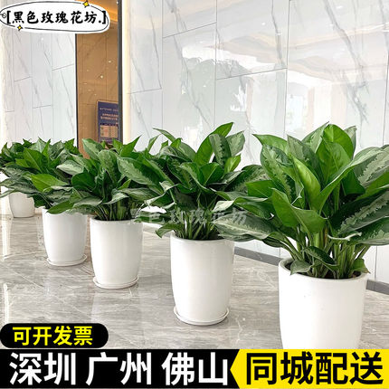 雅丽皇后盆栽净化空气好养植物客厅办公室走廊前台落地绿植