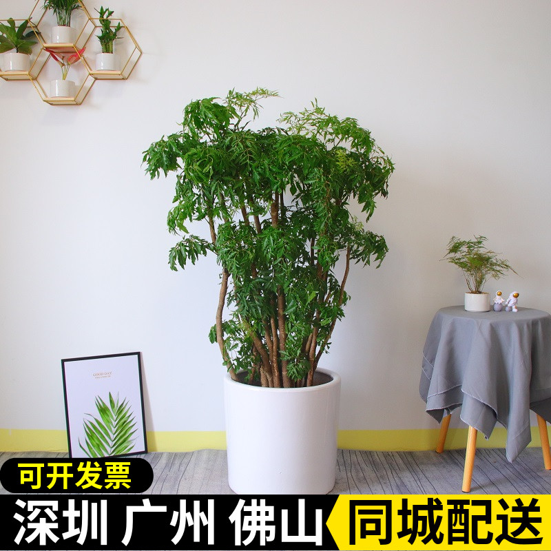 深圳福禄桐盆栽客厅大型绿植