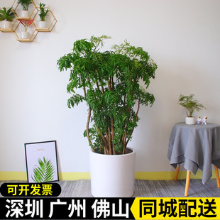 深圳 福禄桐盆栽 细叶钱多多盆栽 开业送礼办公室客厅大型绿植