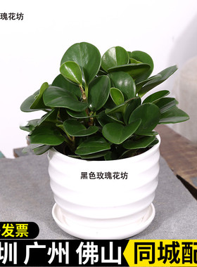 青叶碧玉 豆瓣绿 办公室桌面小盆栽室内净化空气防辐射植物