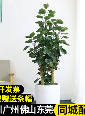 金钱树兜盆栽室内办公室客厅福禄桐绿植净化空气圆叶钱多多盆栽