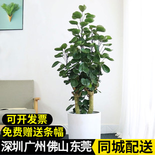 金钱树兜盆栽室内办公室客厅福禄桐绿植净化空气圆叶钱多多盆栽